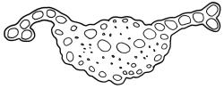 Campylopodium lineare, cross-section of mid laminal cells including costa. Drawn from W. Bell 618, CHR 515999.
 Image: R.C. Wagstaff © Landcare Research 2018 